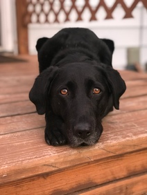 My sweet, butt-licking dog